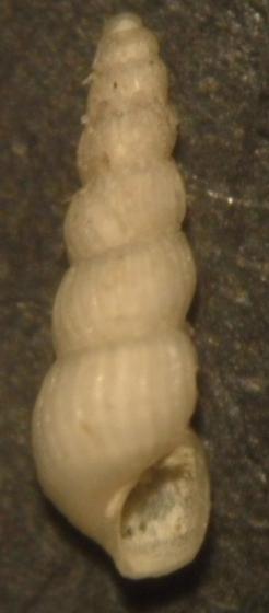 crhysallida. emaciata ?